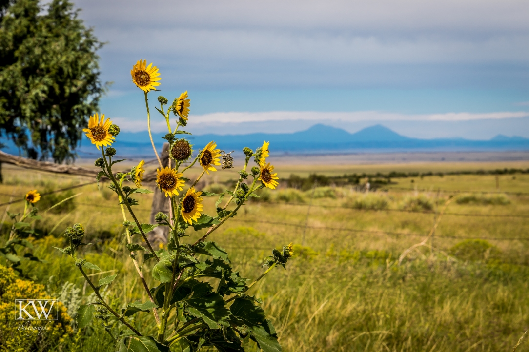 Sunflowers and mountains